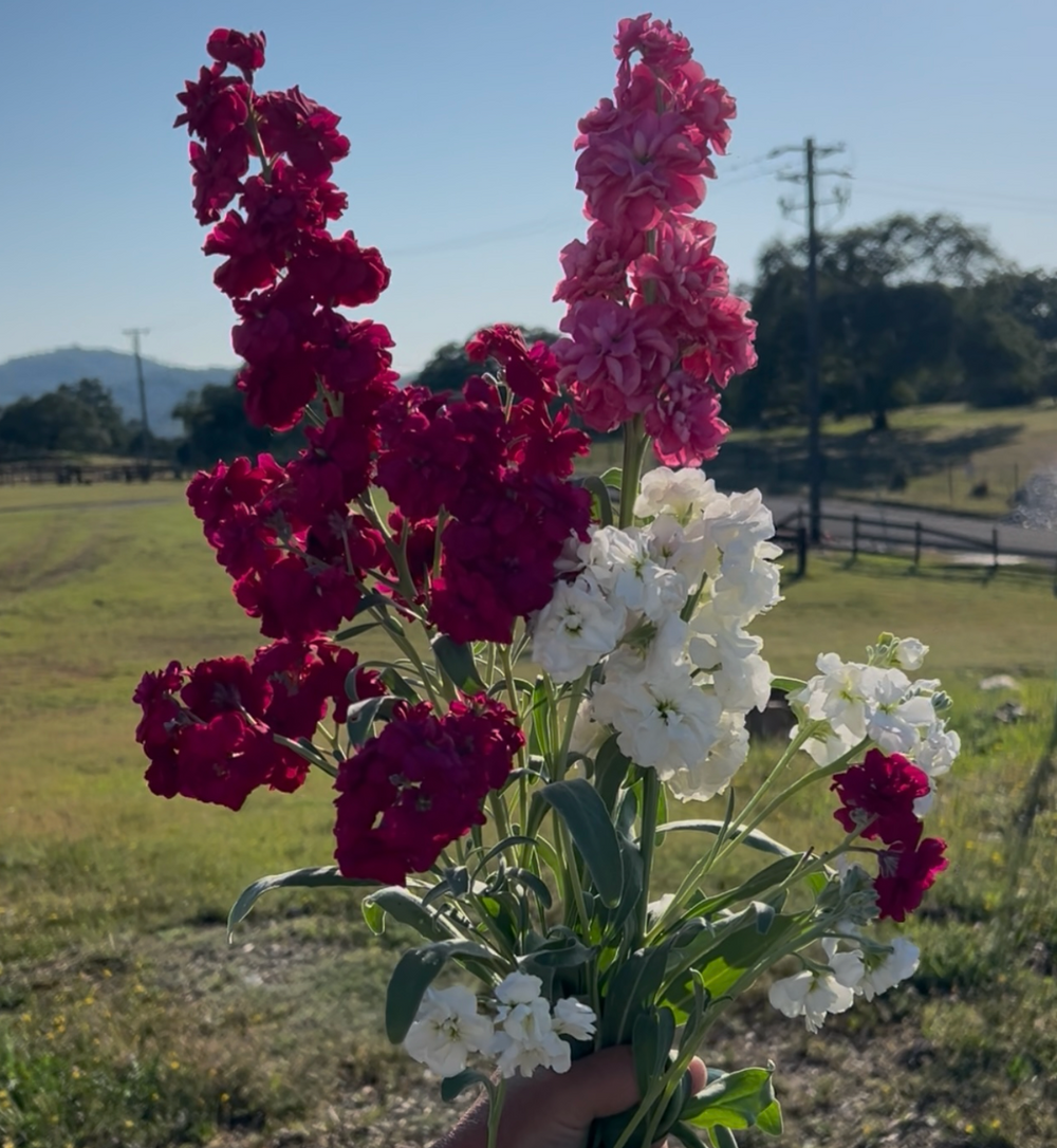 Seasonal flowers in bloom
